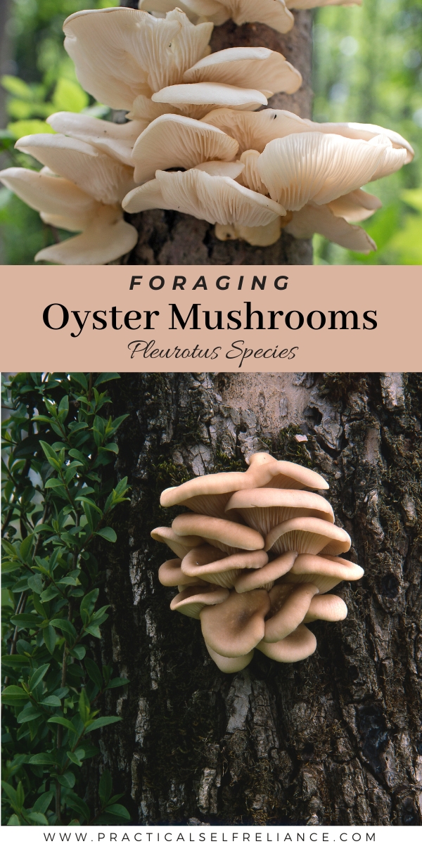 Foraging Oyster Mushrooms