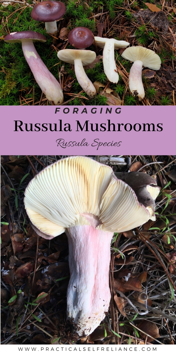 Foraging Russula Mushrooms