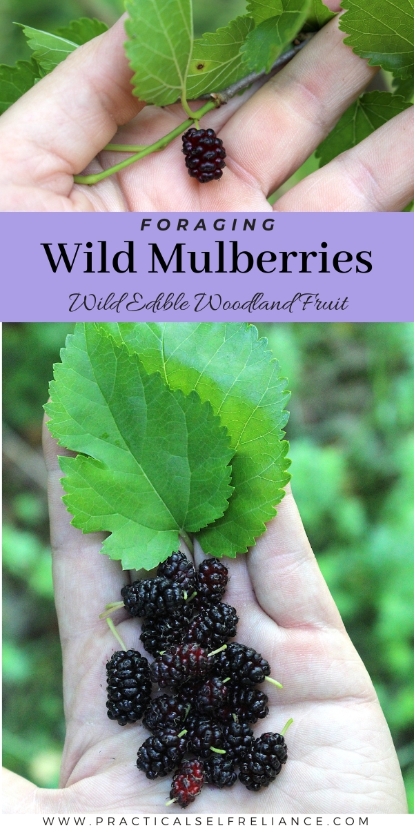 Foraging Wild Mulberries