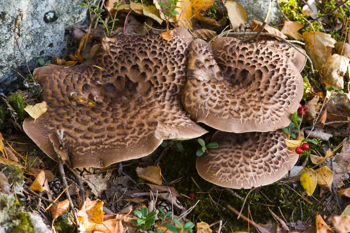 Hawks Wing Mushroom or Scaly Hedgehog (Sarcodon imbricatus) 