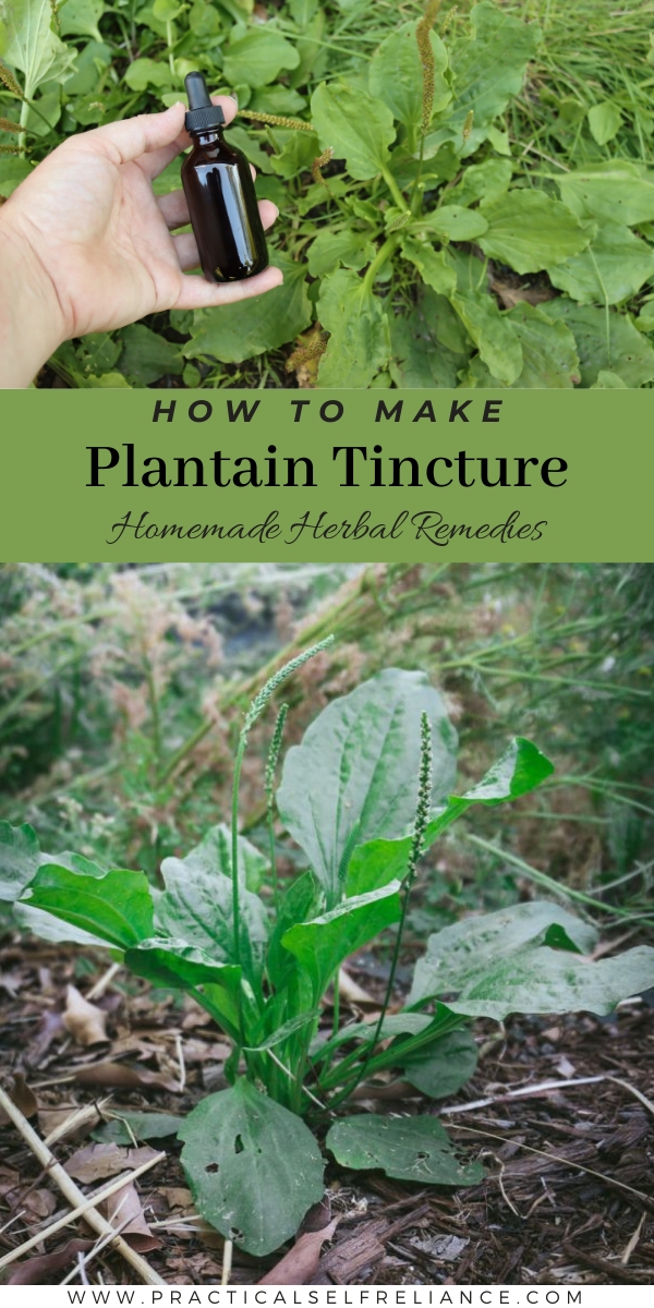 Homemade Plantain Tincture