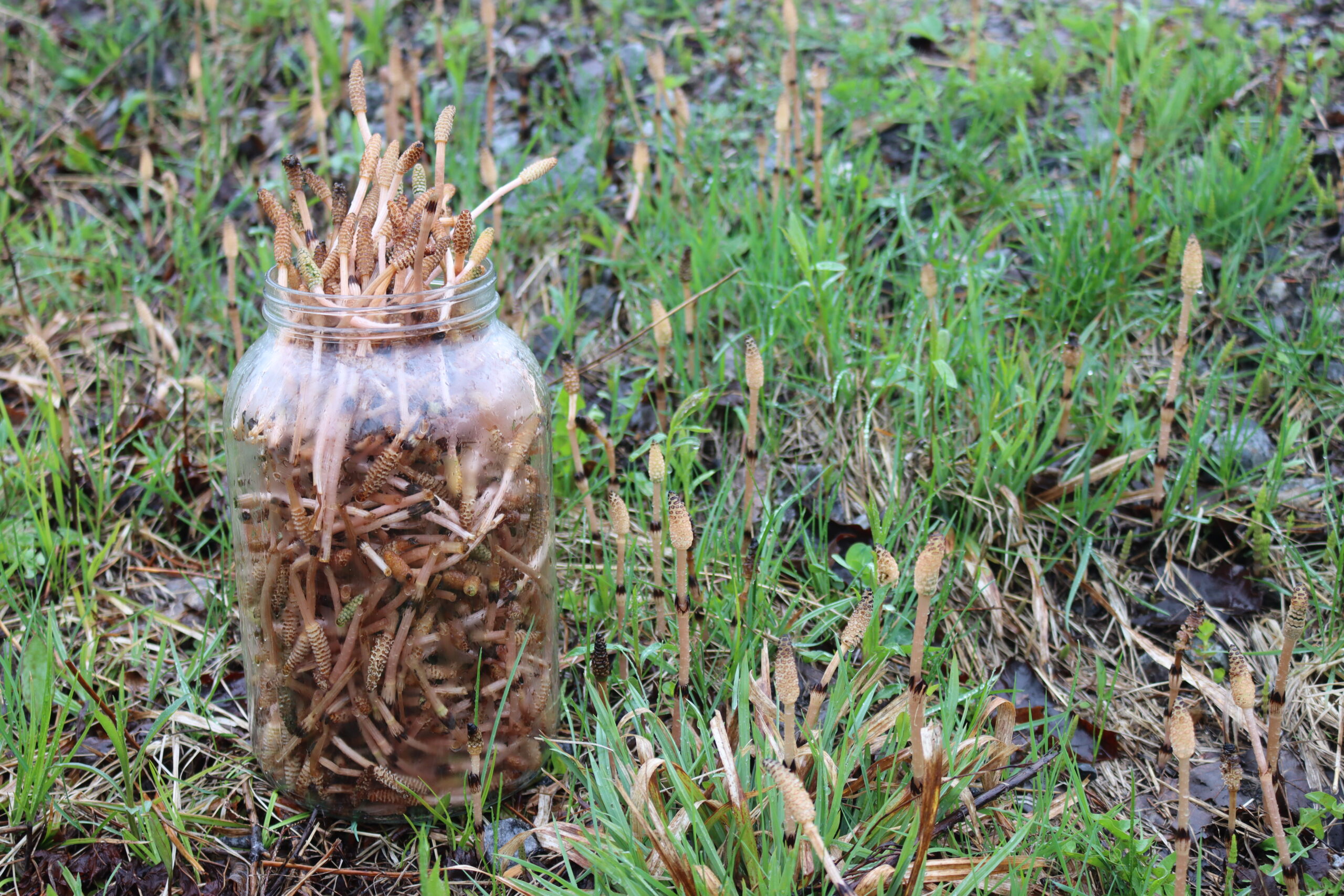 Horsetail Plant