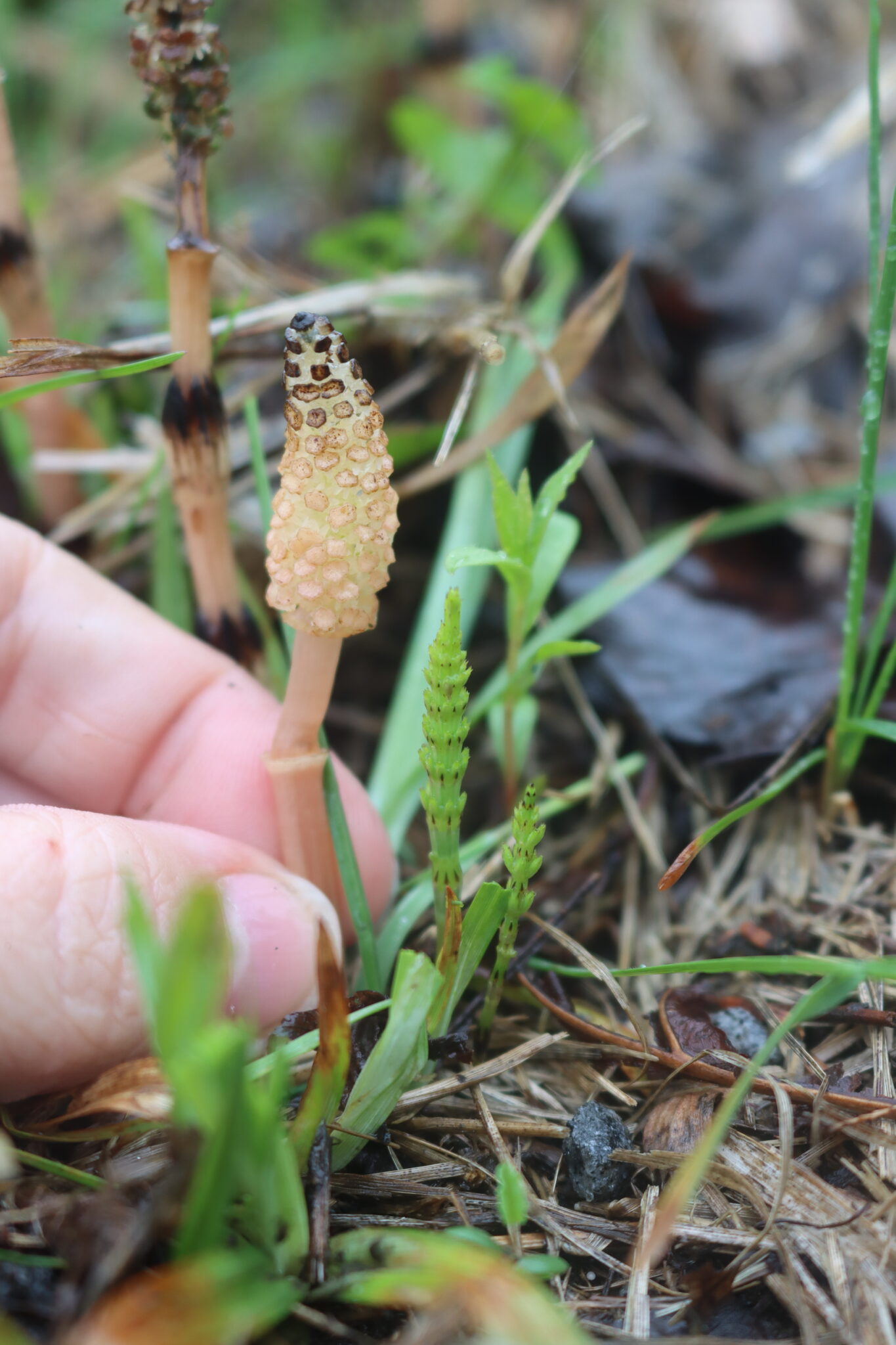 Horsetail Plant