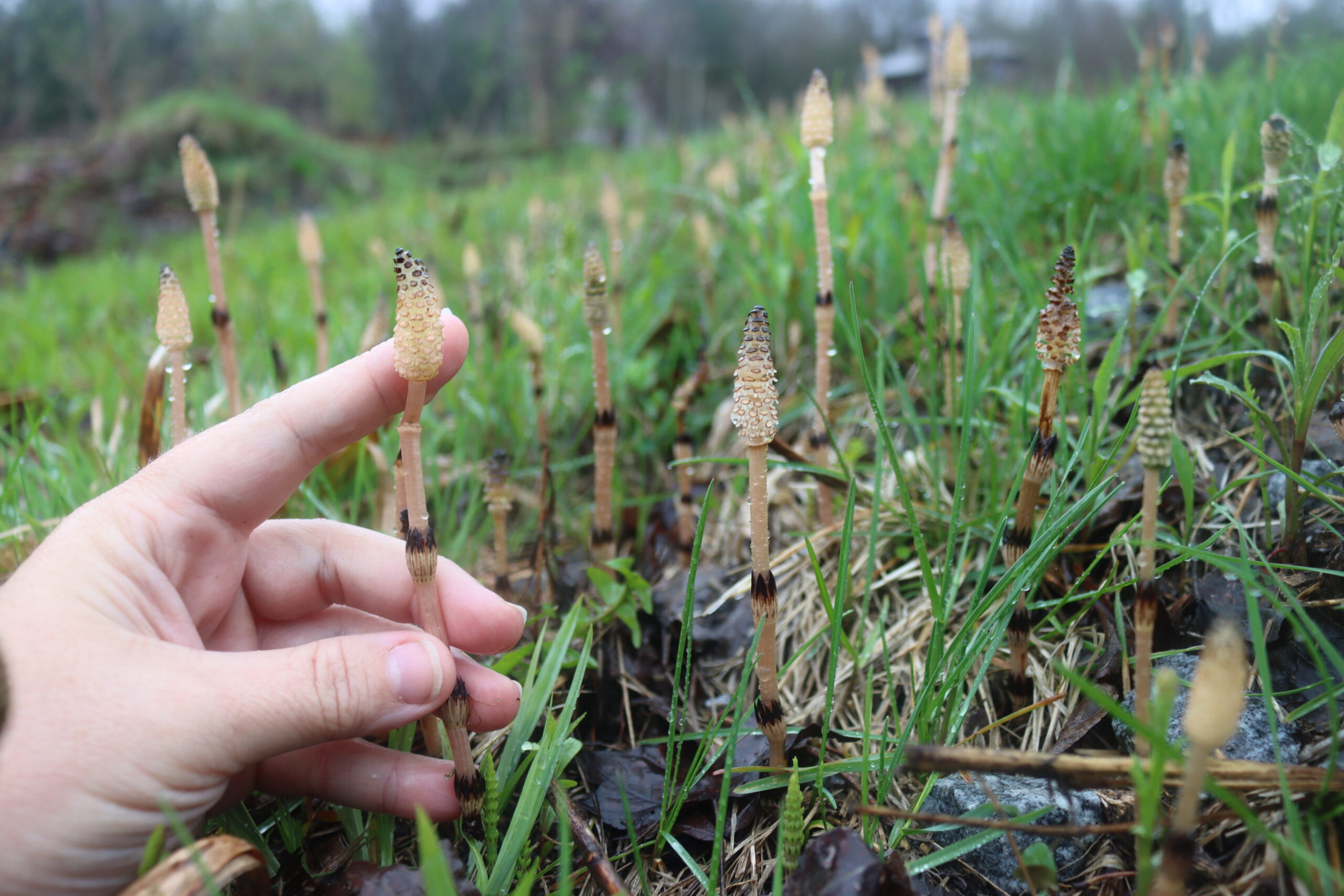 Horsetail Plant