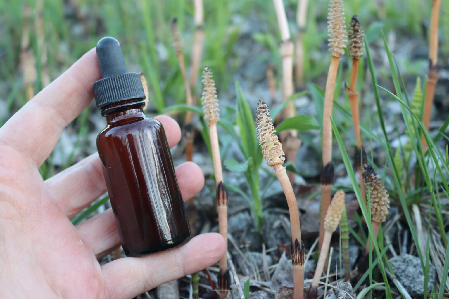 Horsetail Tincture