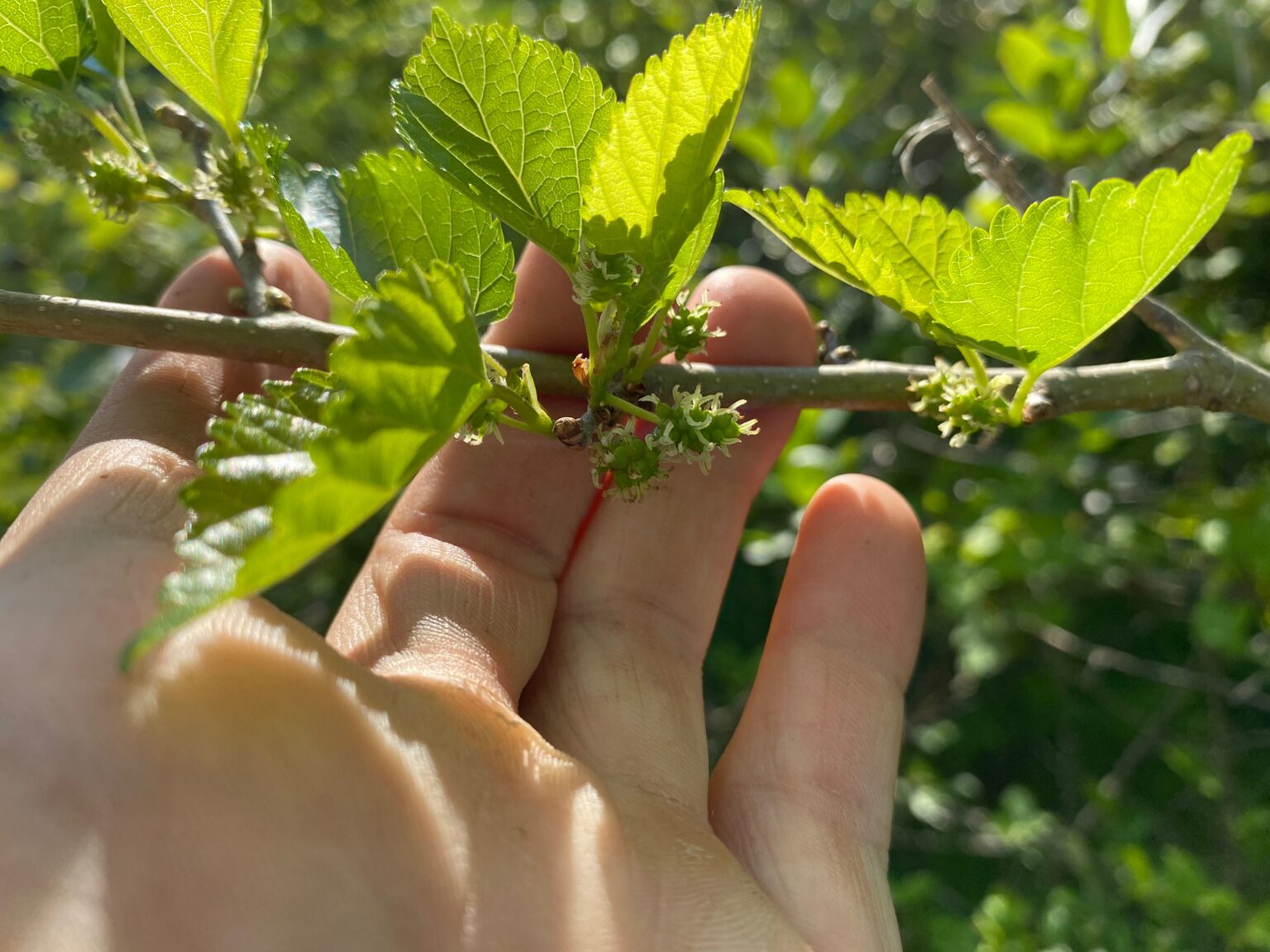 Underripe Mulberry Fruit