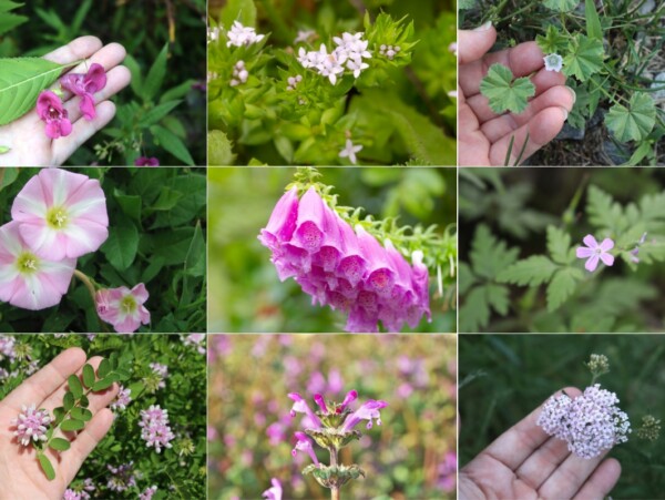 List of Weeds with Pink Flowers