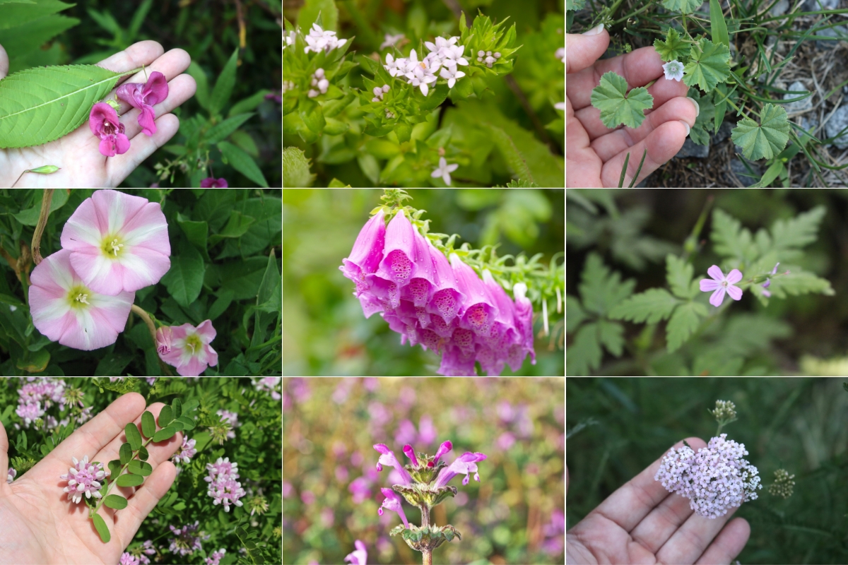 List of Weeds with Pink Flowers