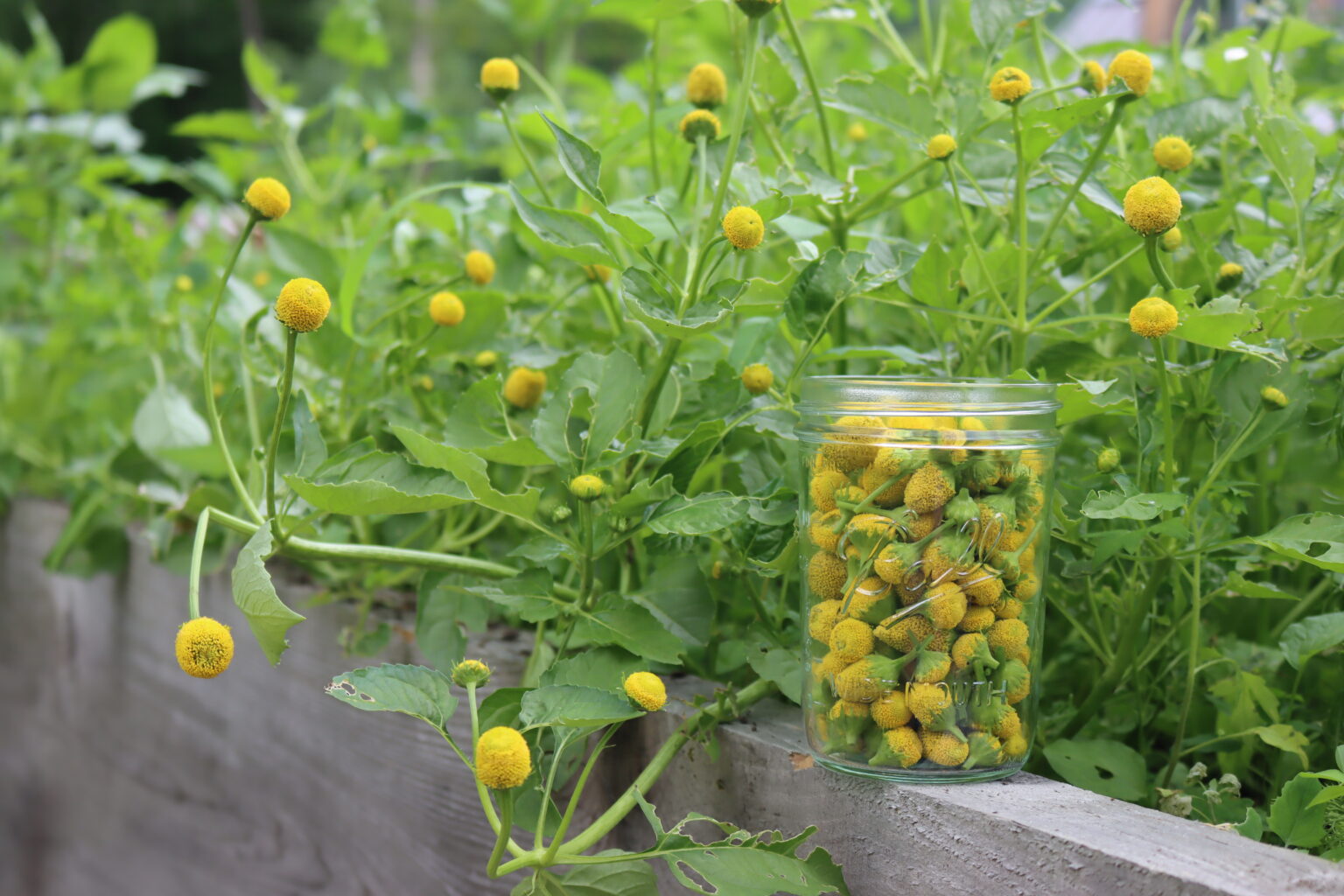 Making Spilanthes Tincture