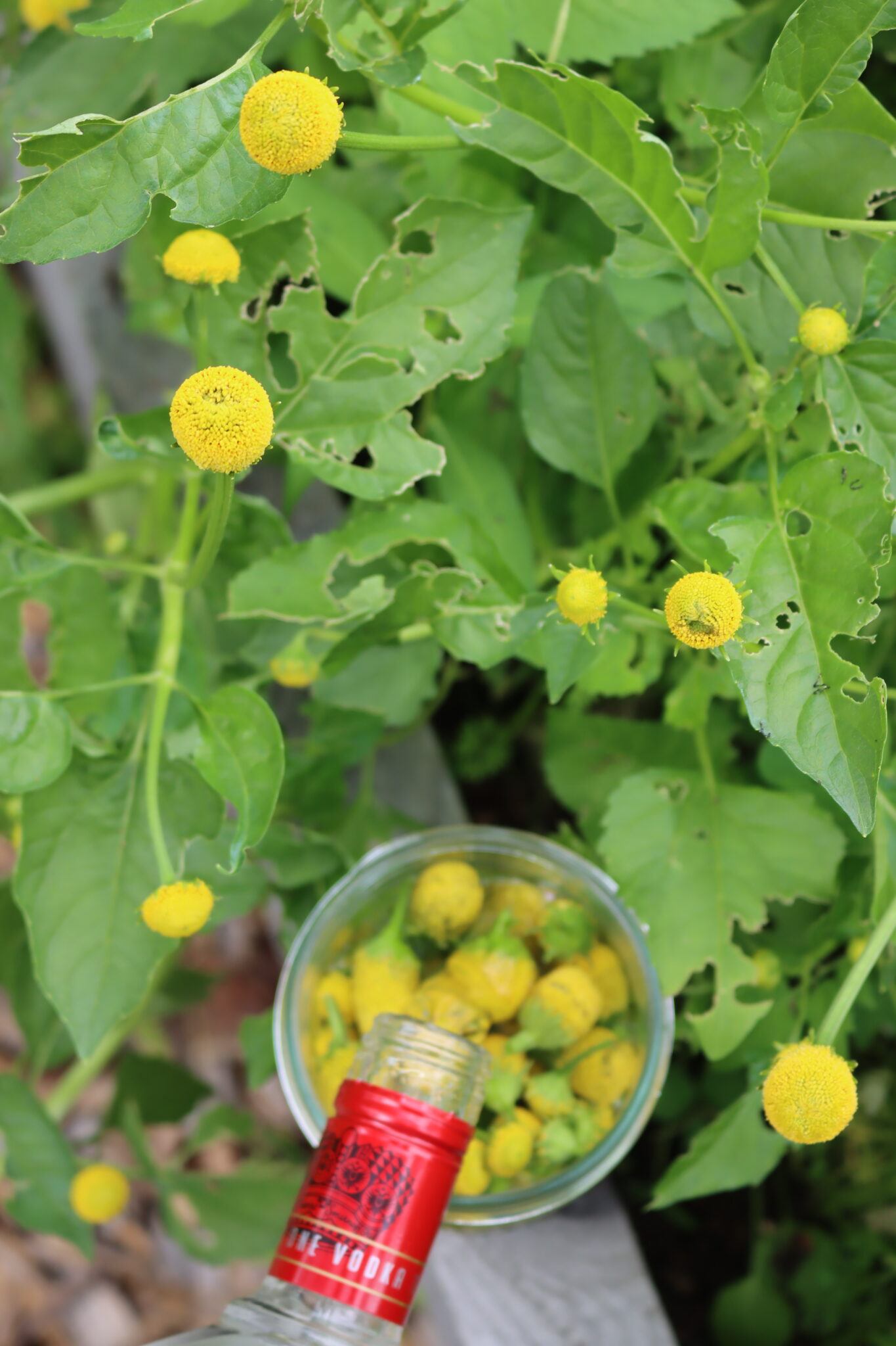 Making Spilanthes Tincture