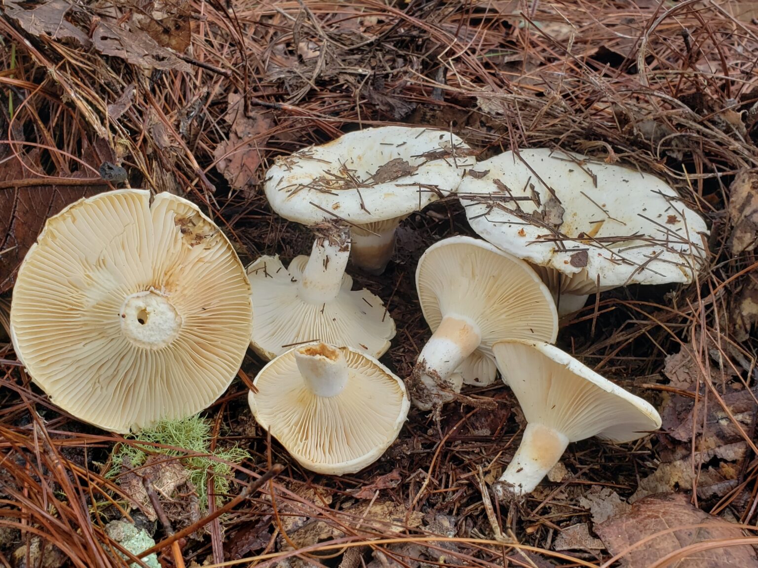 Milk Caps (Lactifluus)