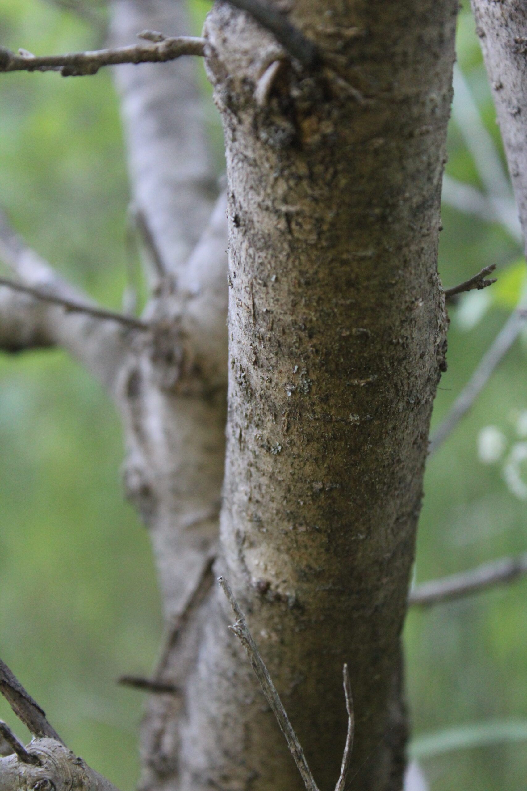 Mulberry Bark