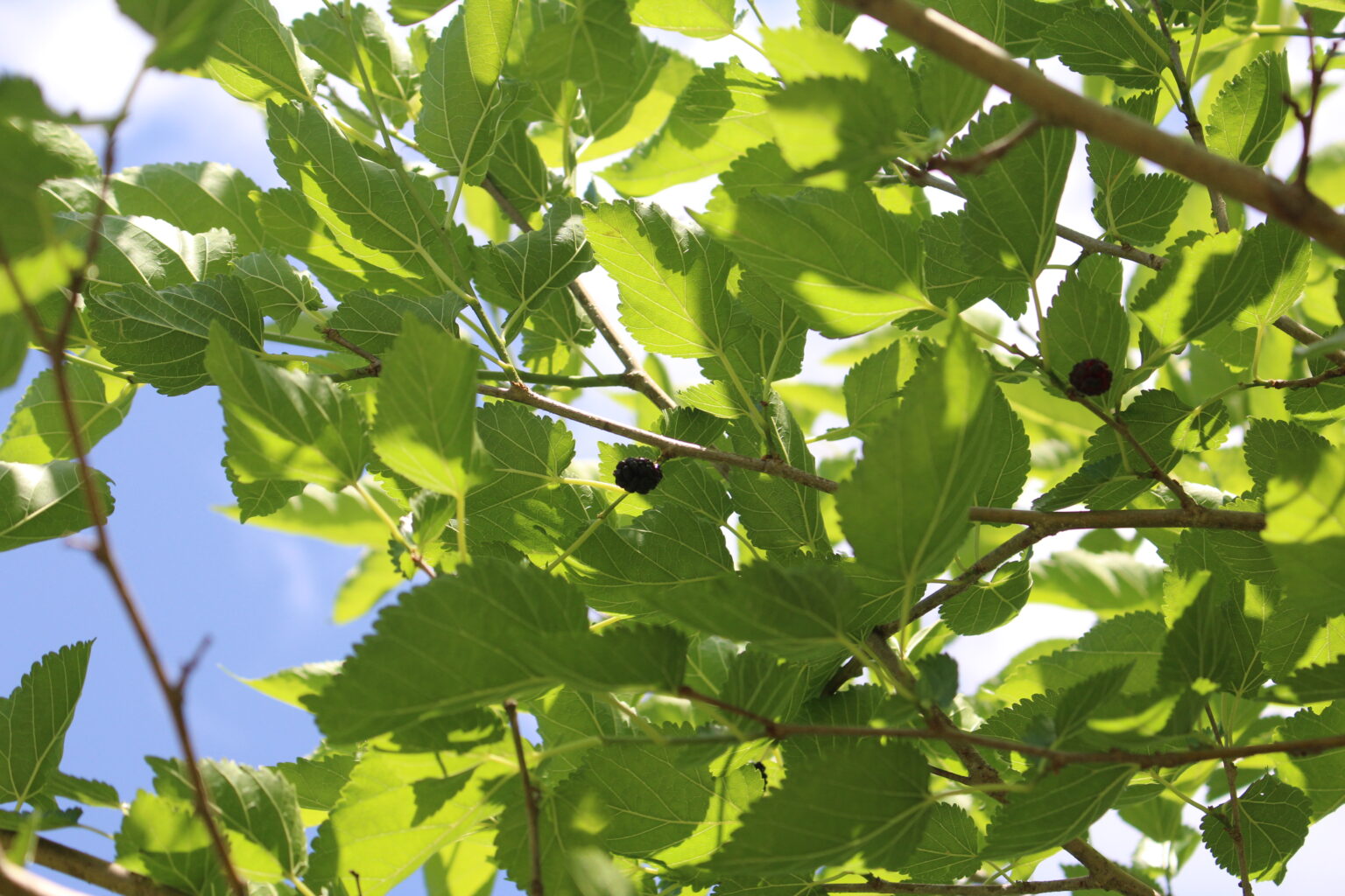 Mulberry Fruit in Tree
