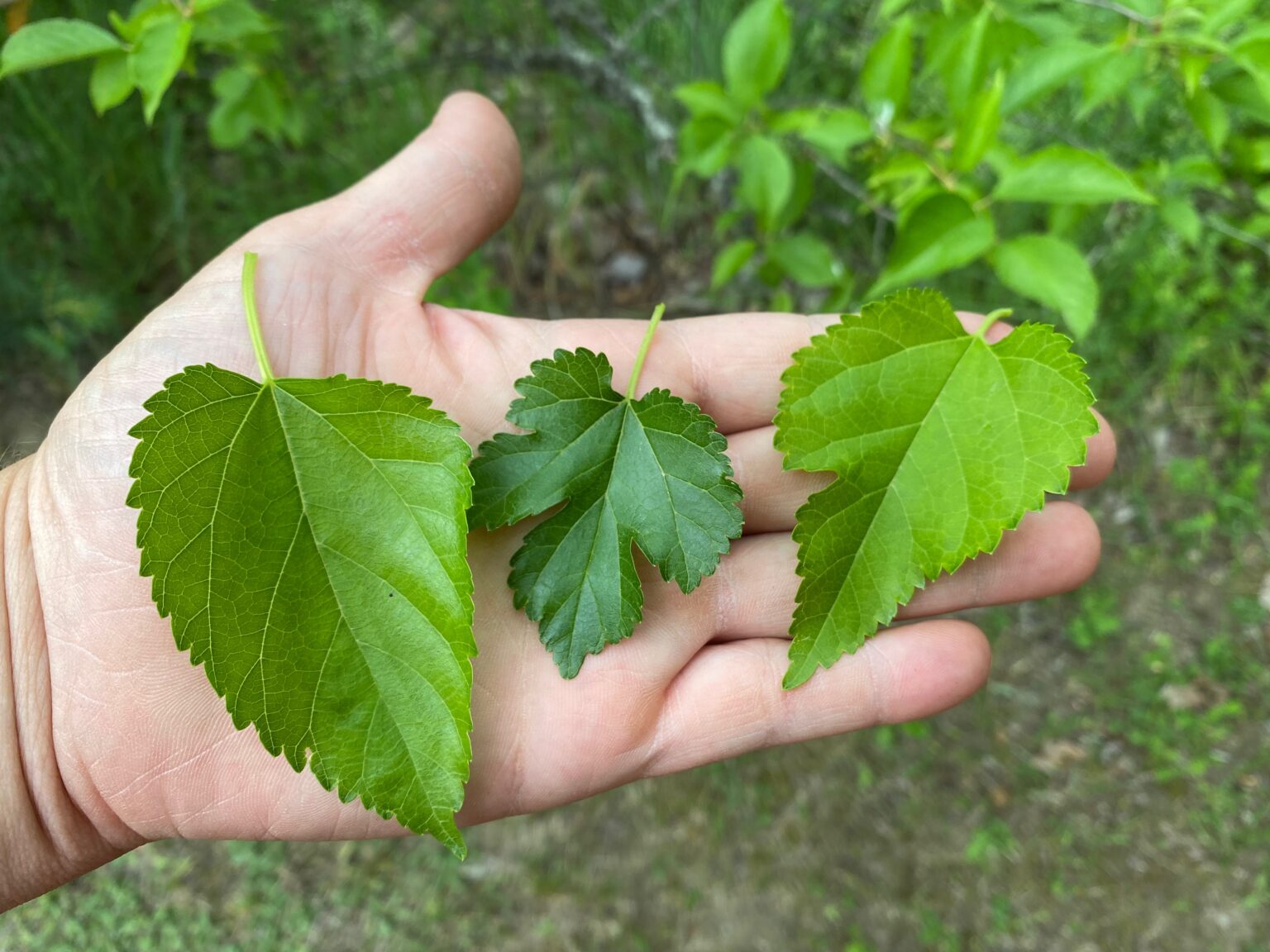 Mulberry Leaf variation