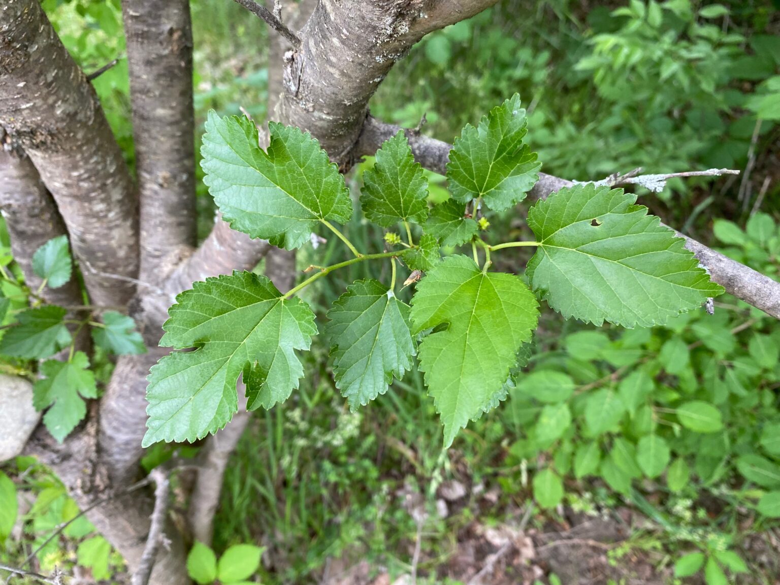 Mulberry Leaves