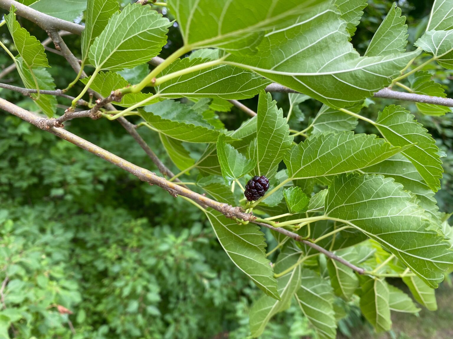 Mulberry on branch