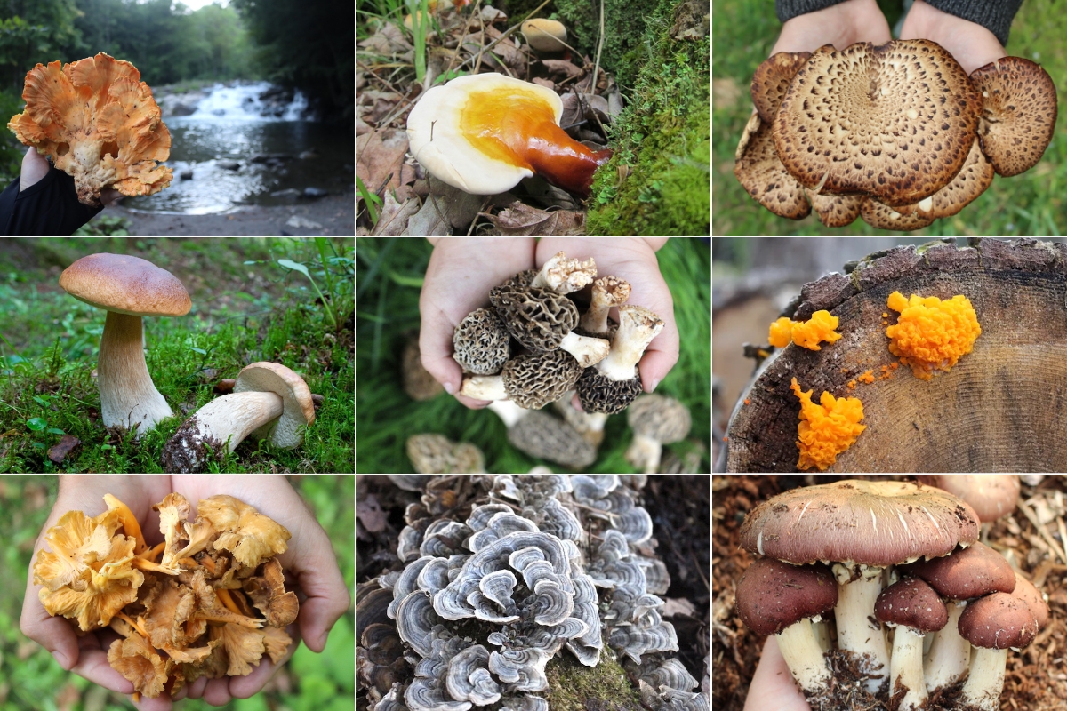 Mushrooms to Forage in Spring. Left to right, starting at top left: Chicken of the Woods, Reishi, Pheasant Back, Boletes, Morels, Witches Butter, Yellowfoot Chanterelles, Turkey Tail and Winecap.