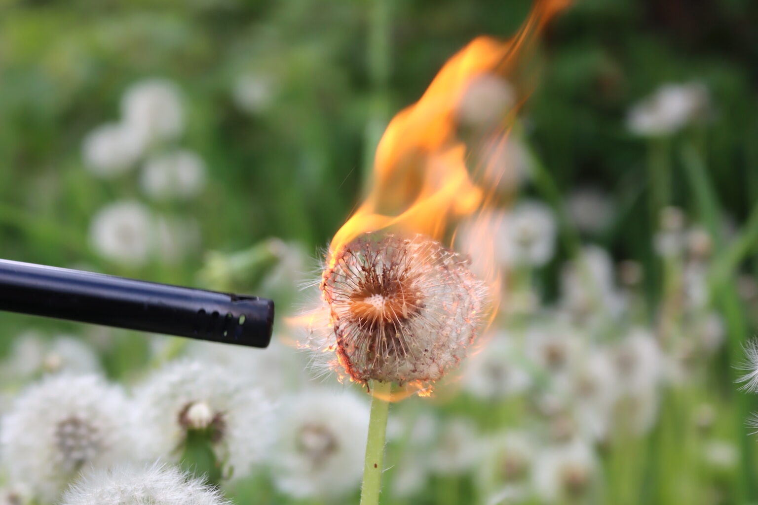 Natural Fire Starters