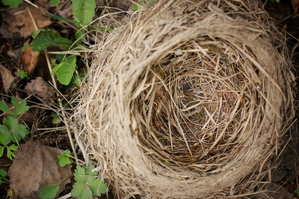 Old Birds Nest