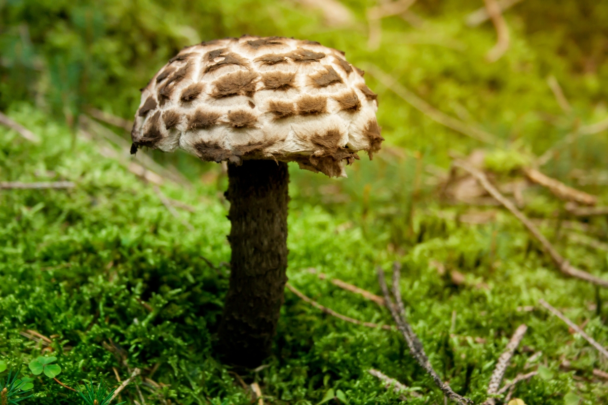 Old Man of the Woods Mushroom (Strobilomyces strobilaceus)