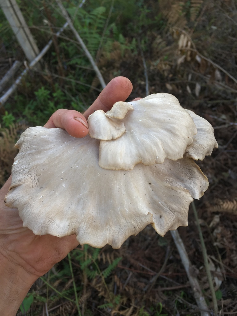 Oyster Mushroom