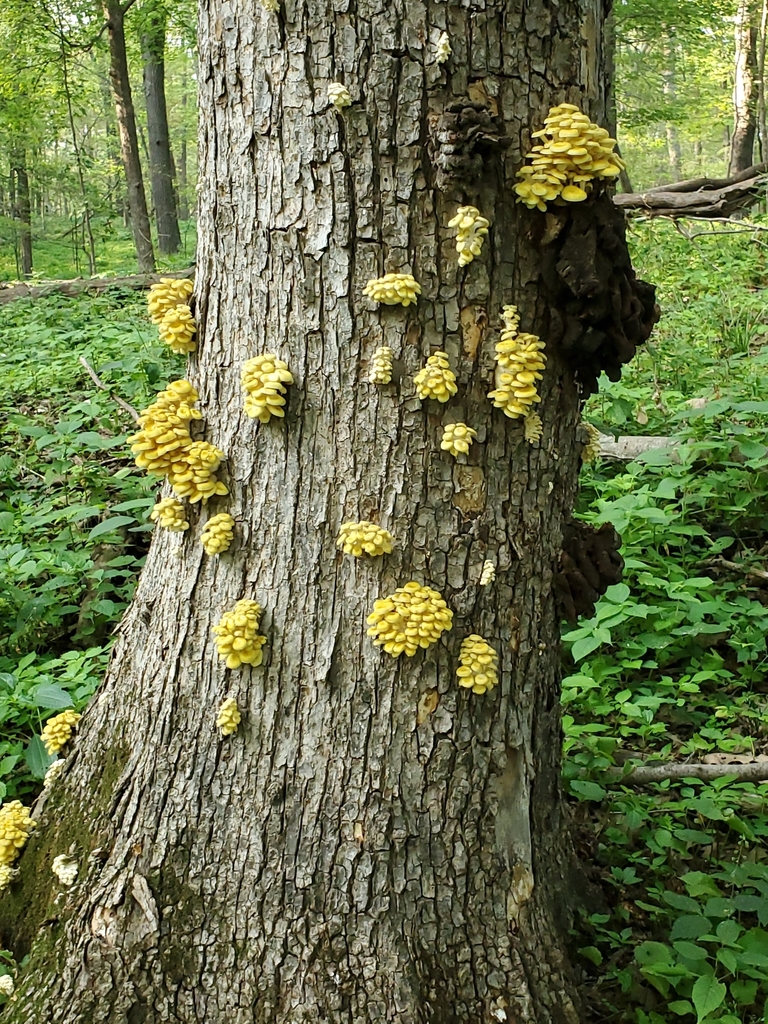 Oyster Mushrooms