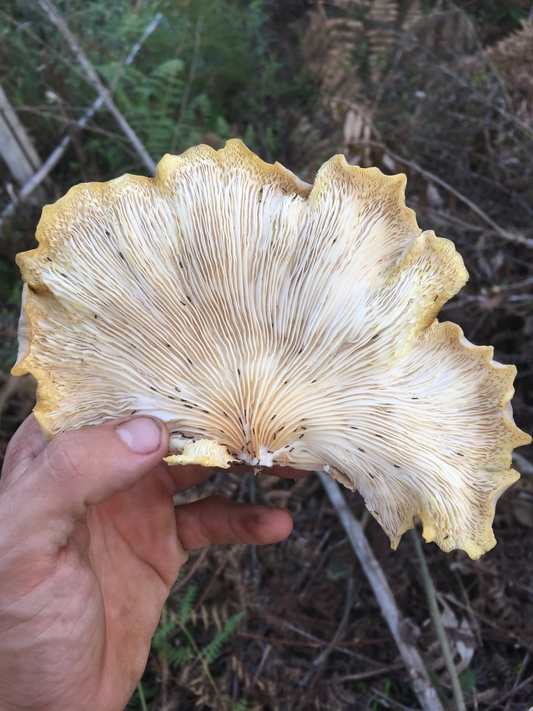 Oyster Mushroom Gill Surface
