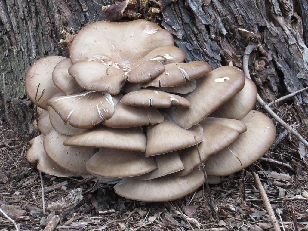 Common Oysters (Pleurotus ostreatus)