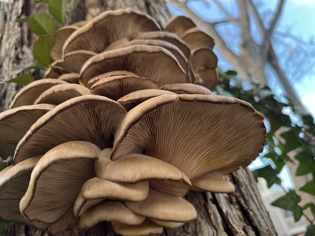 Oyster Mushrooms