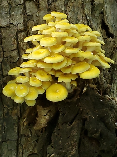Golden Oyster (Pleurotus citrinopileatus)