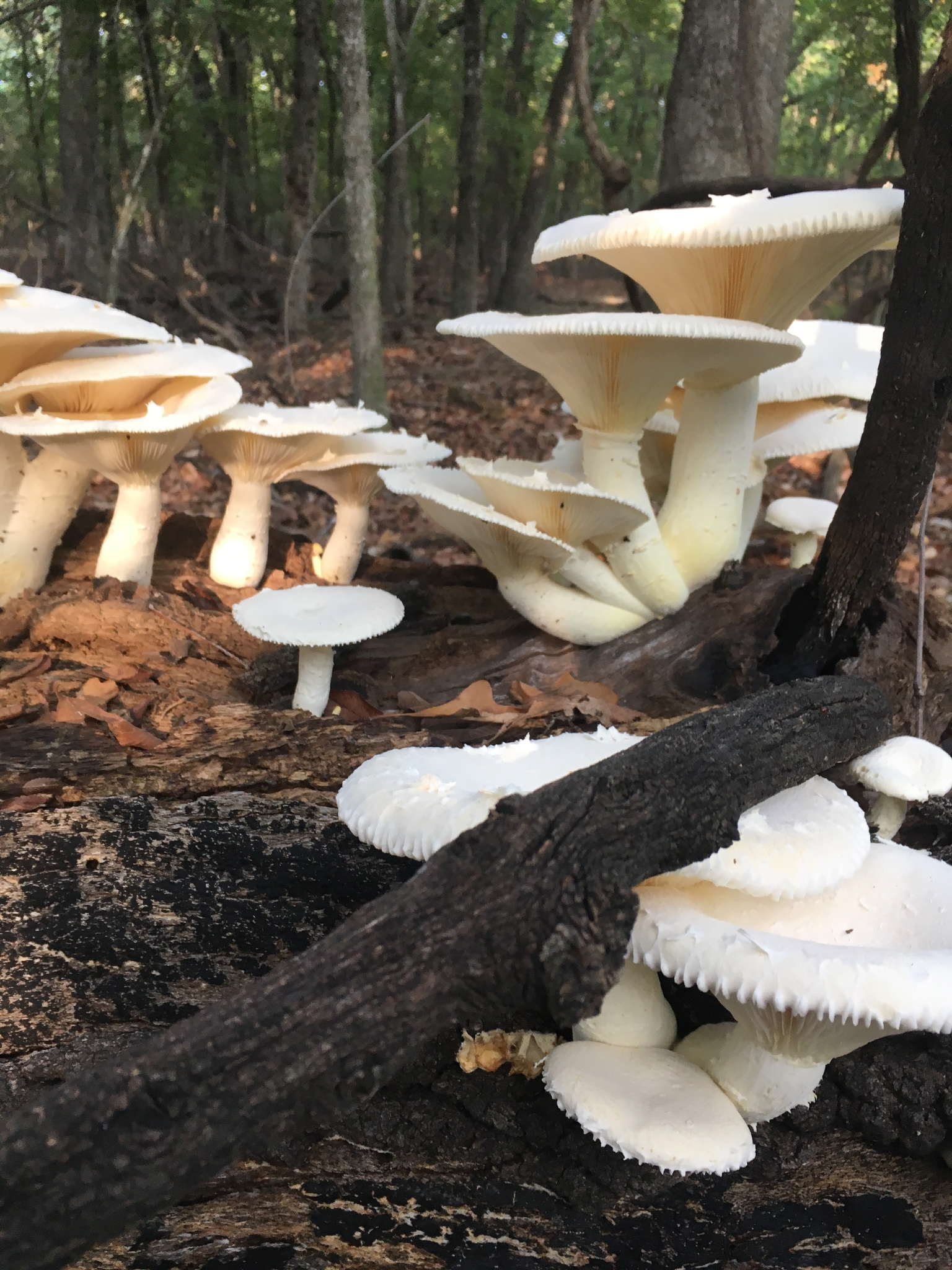 Lynx Paw Oyster (Pleurotus levis)