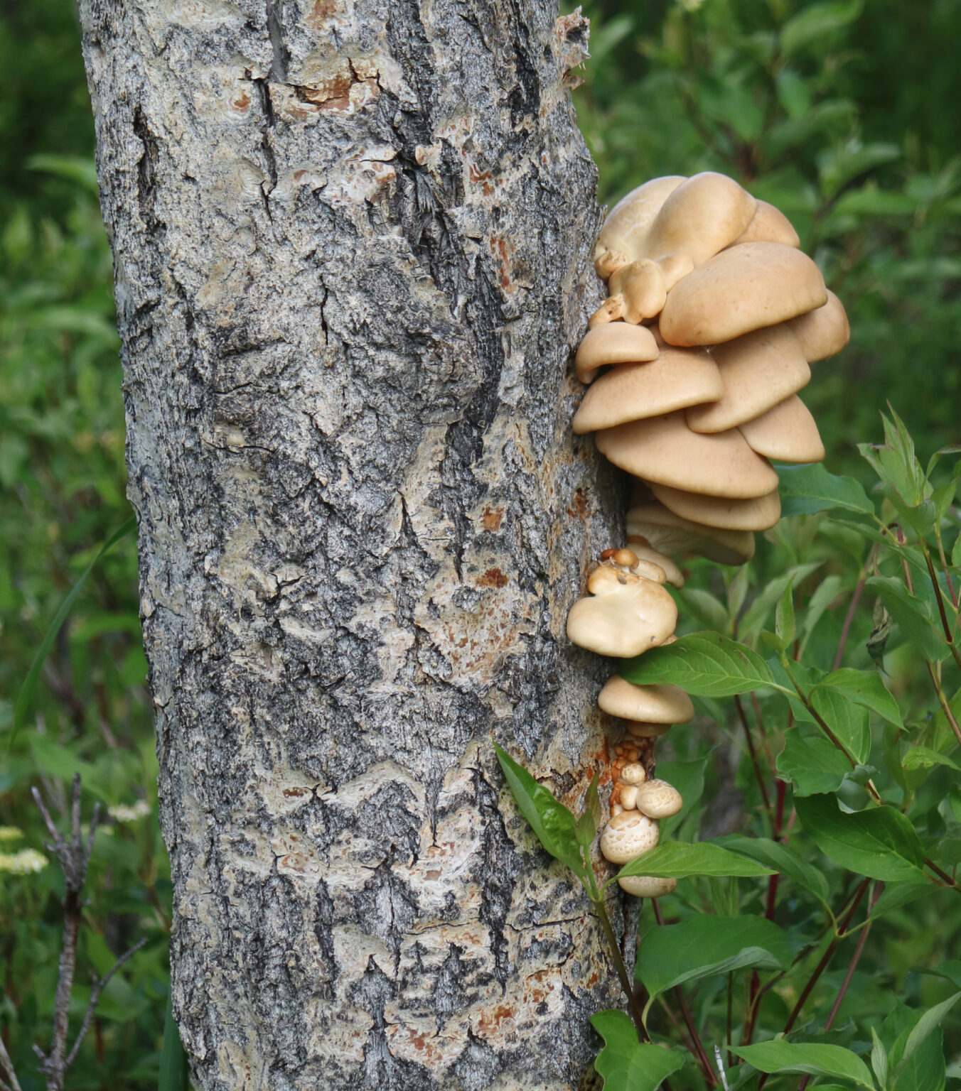 Aspen Oyster (Pleurotus populinus)