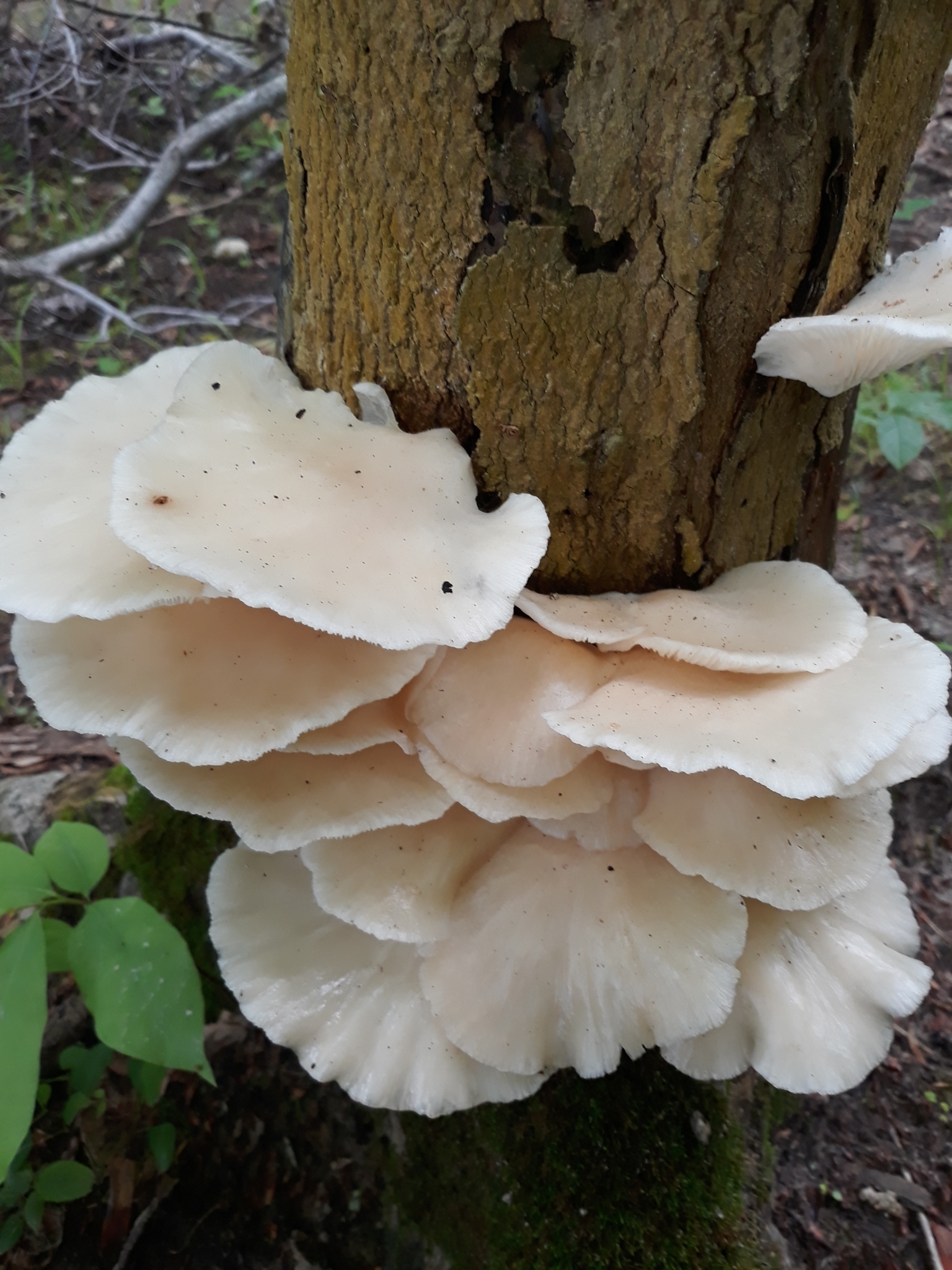 Pale Oyster (Pleurotus pulmonarius)