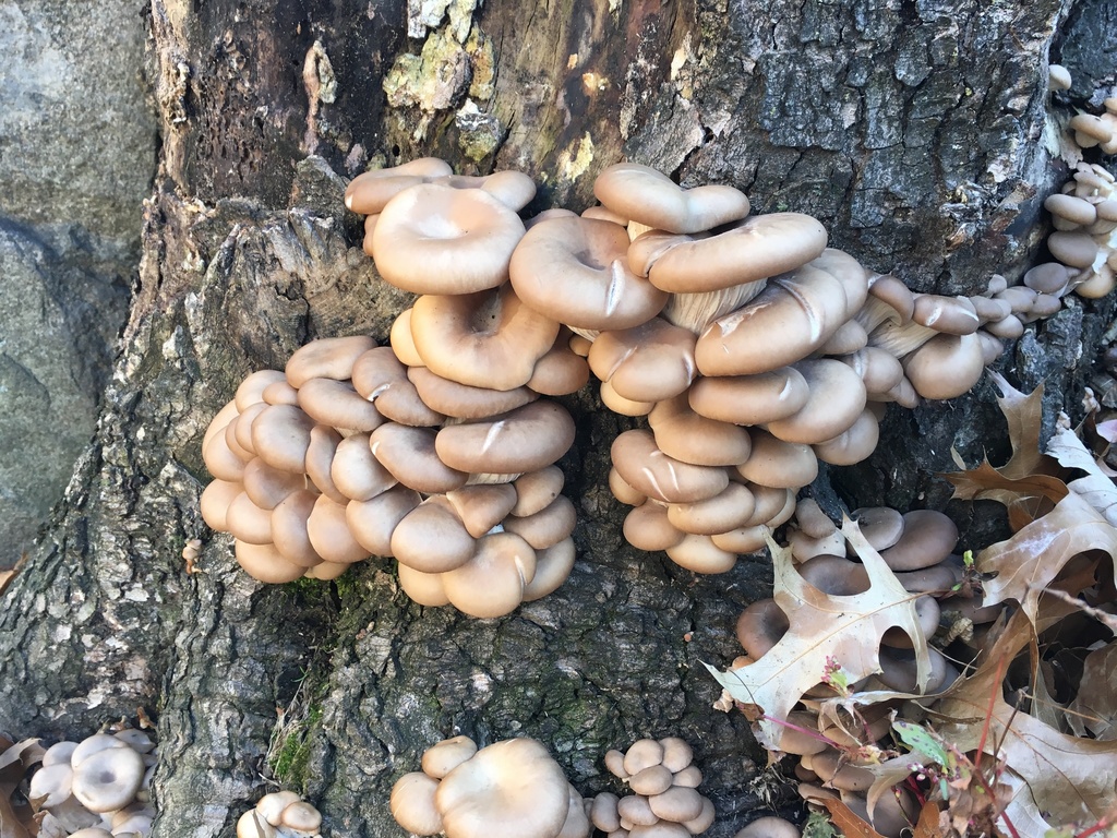 Oyster Mushrooms