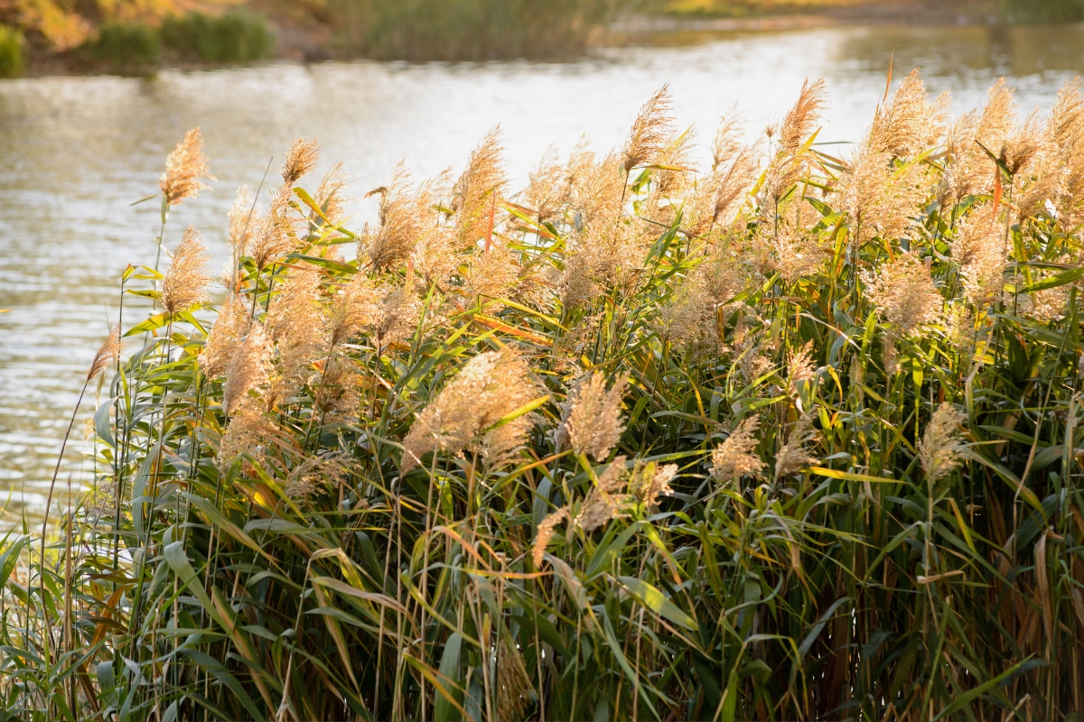 Phragmites