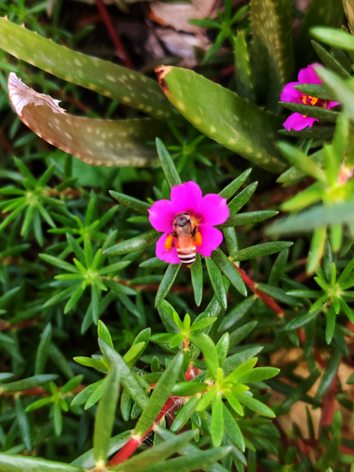 Pink Purslane (Portulaca pilosa)