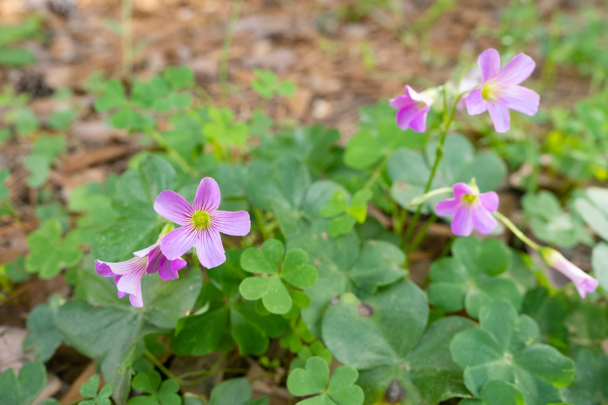 Pink Wood Sorrel