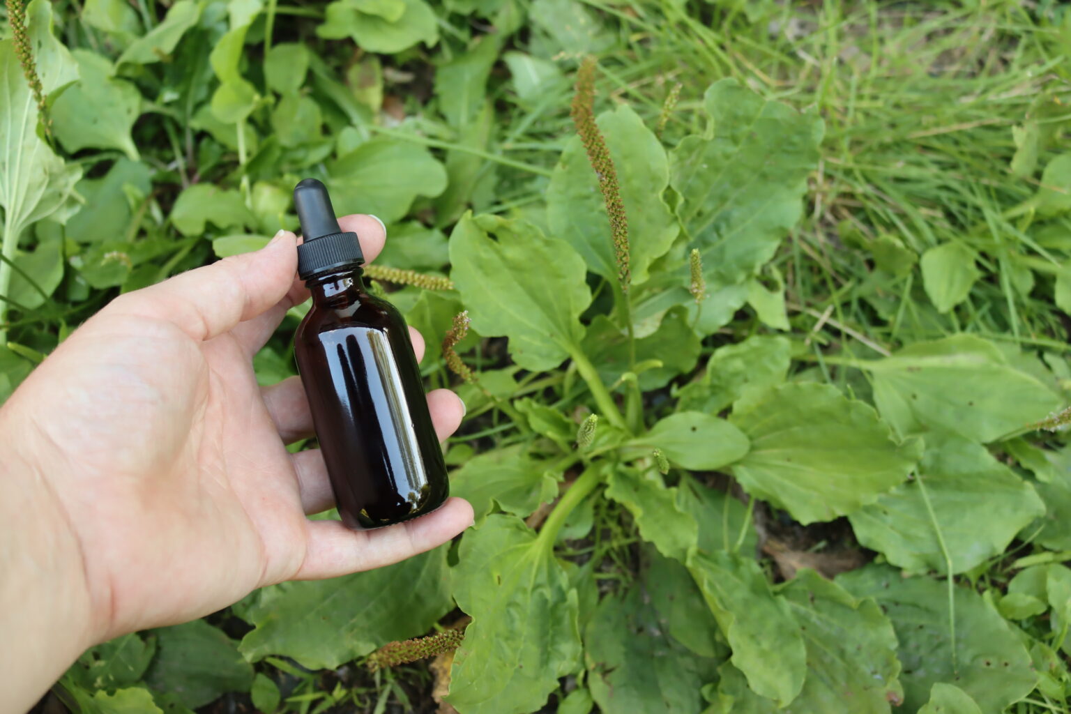 Plantain Tincture