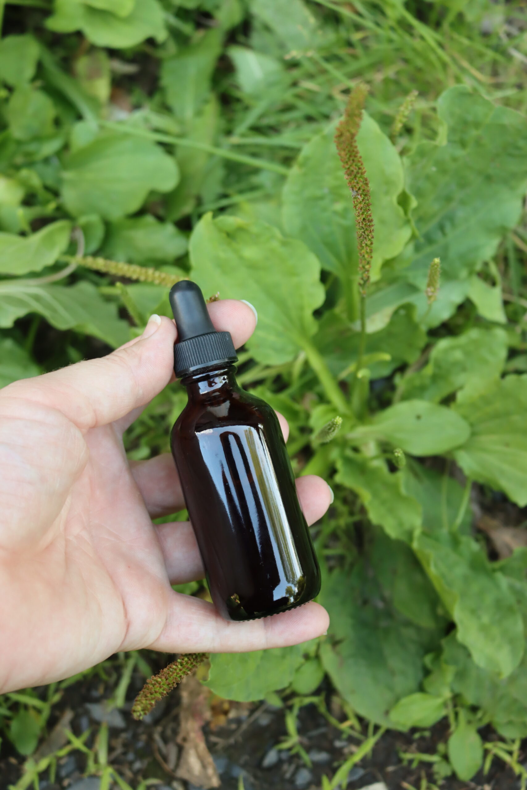 Plantain Tincture