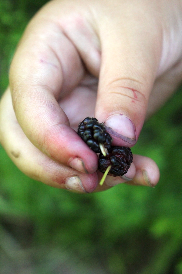 Purple Stained Mulberry Fingers