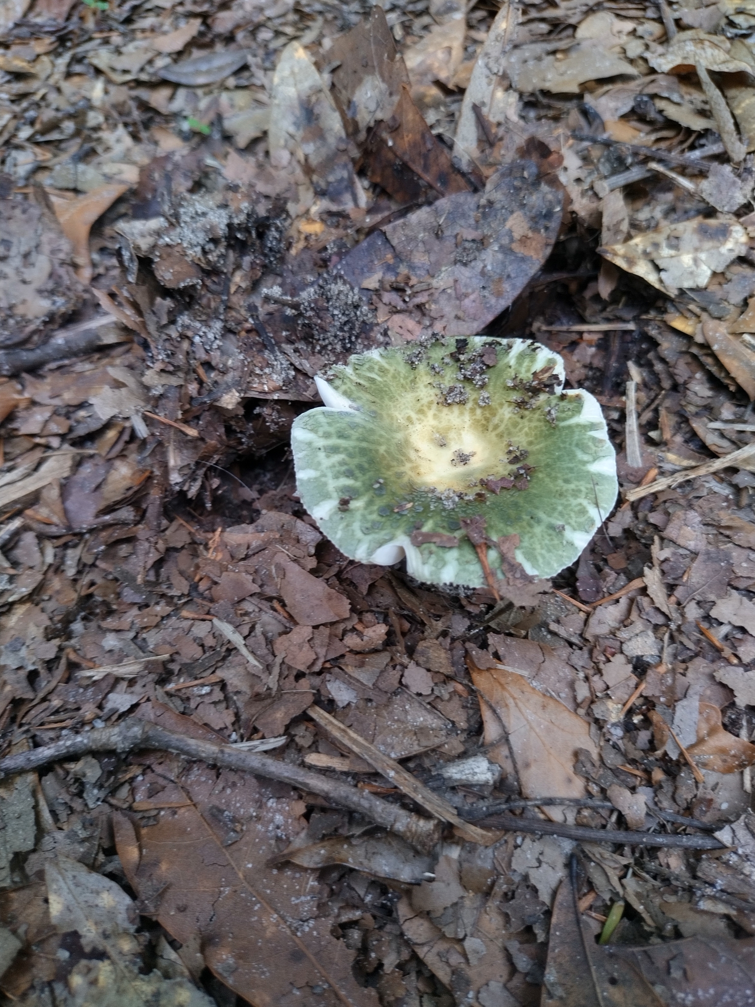 Quilted Green Russula (Russula virescens)