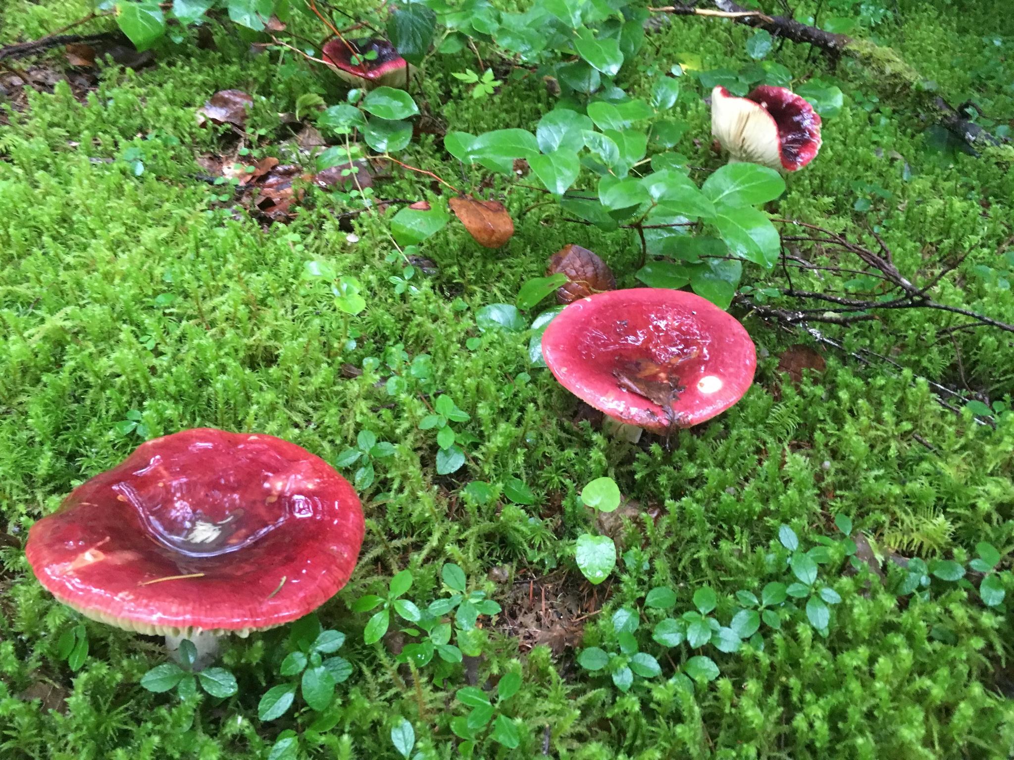 Red-Capped Russulas