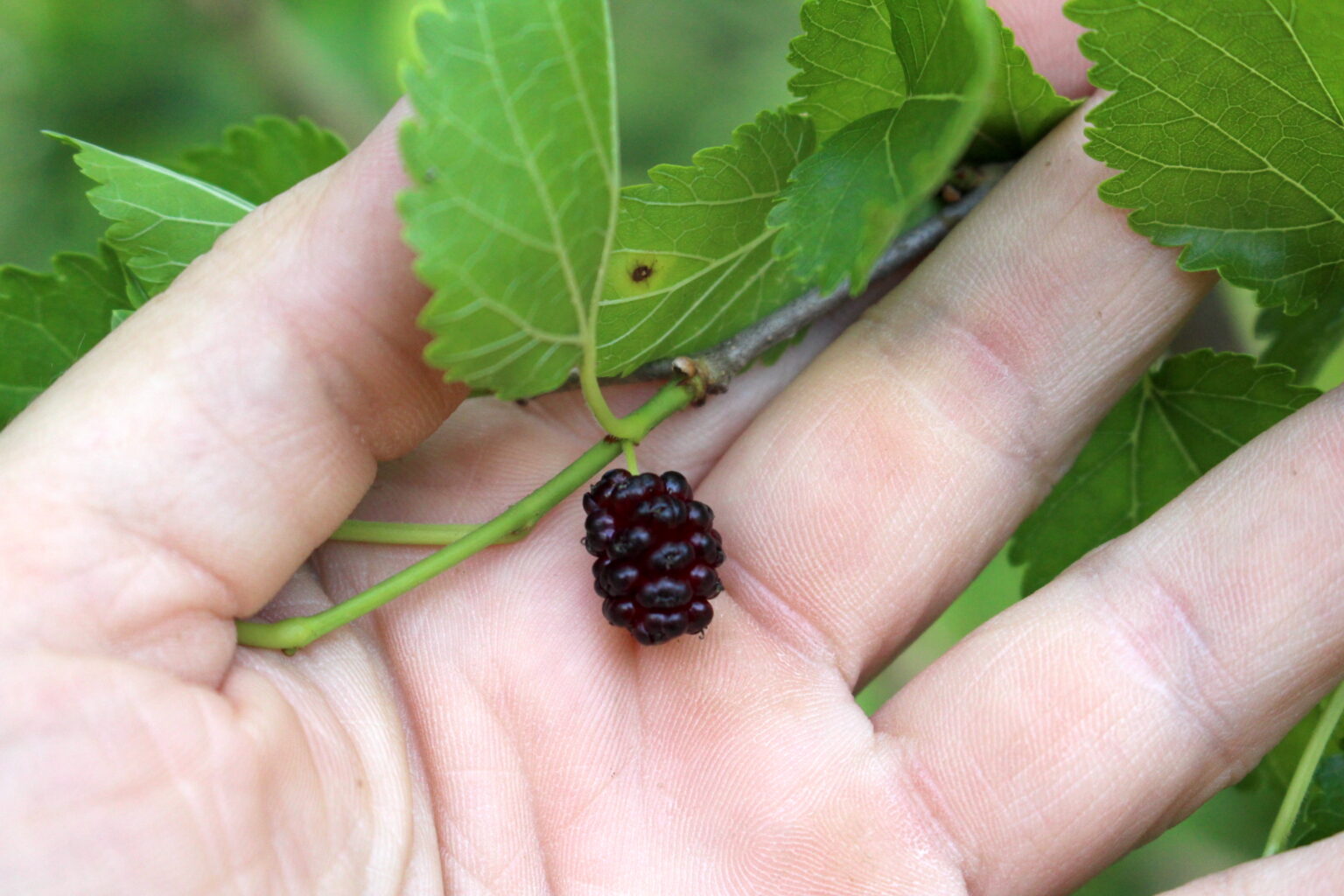 Ripe Mulberry Fruit