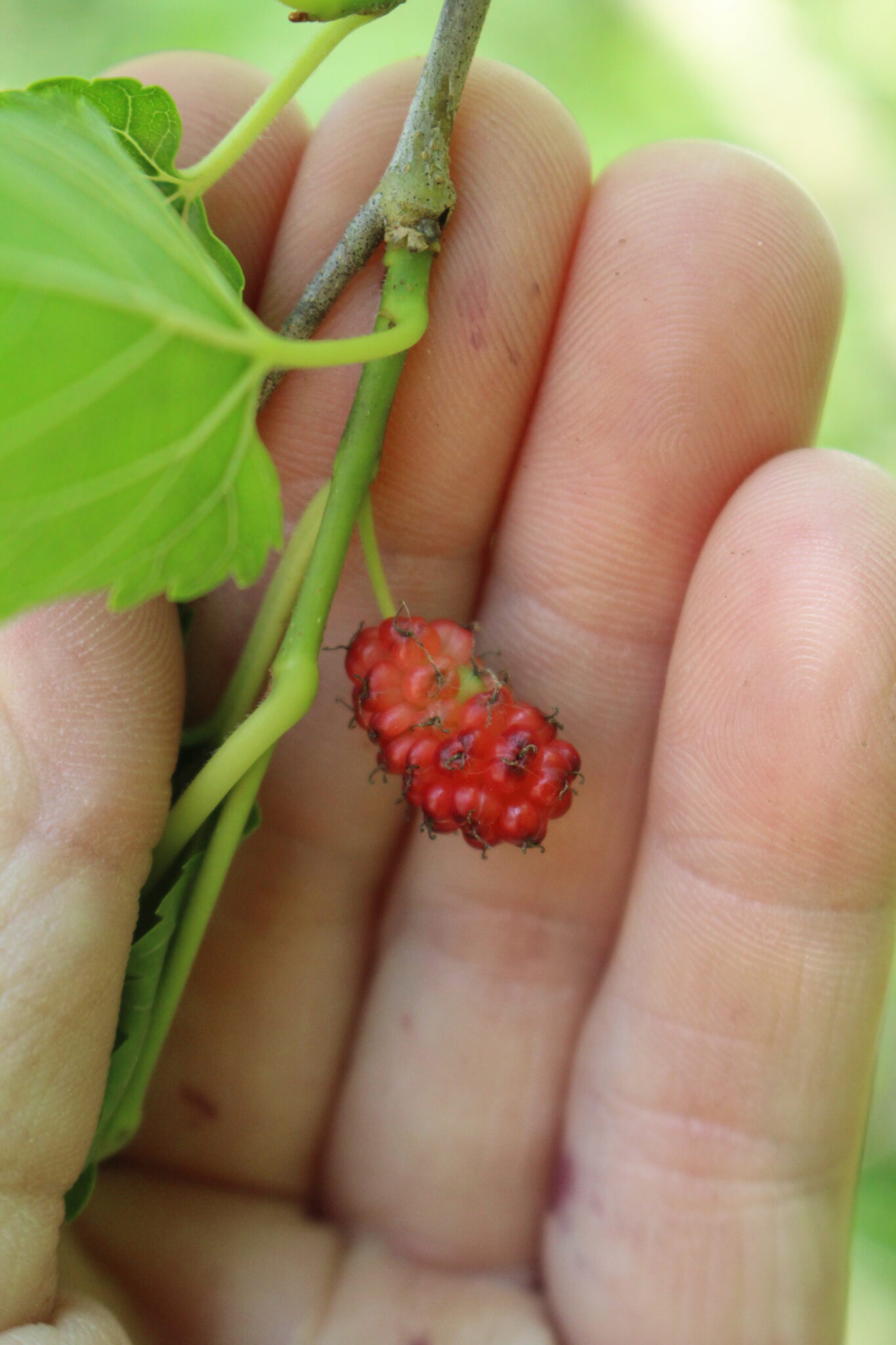 Ripening Mulberry Fruit