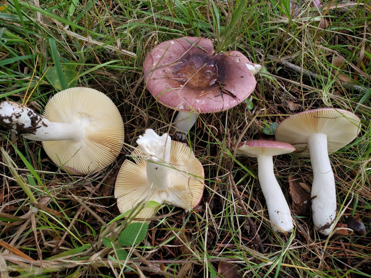 Russula Mushrooms