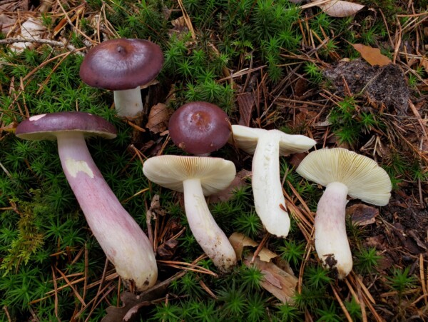 Russula Mushrooms