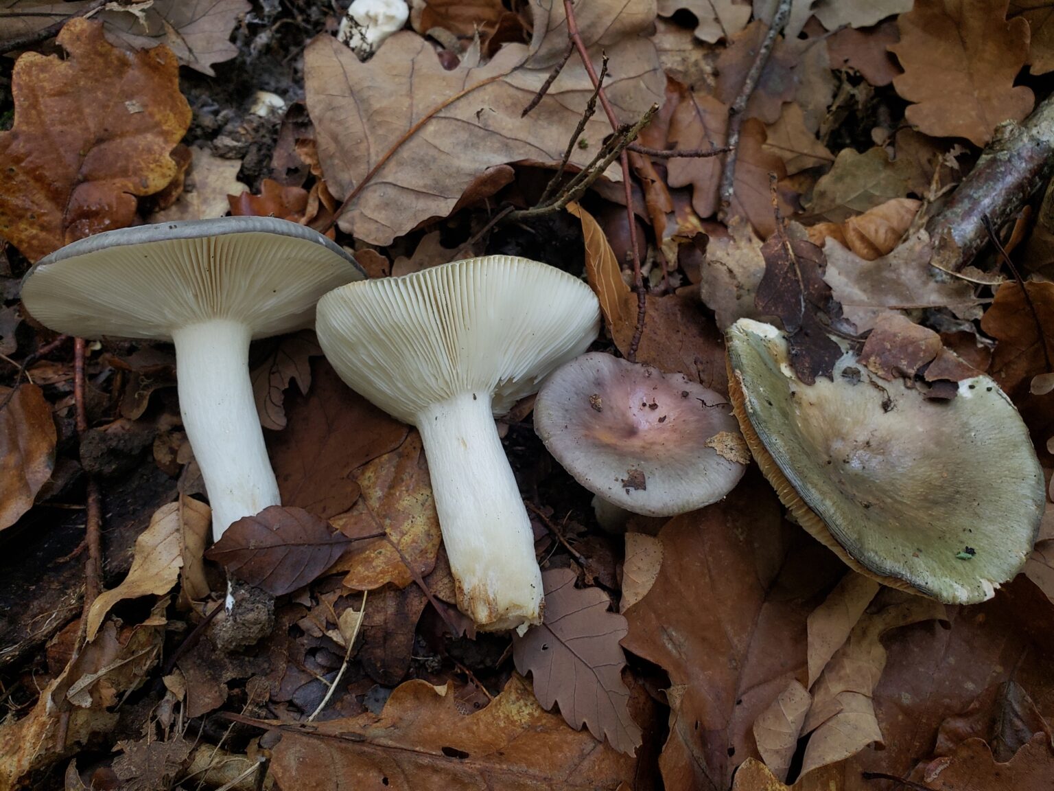 Russula cyanoxantha