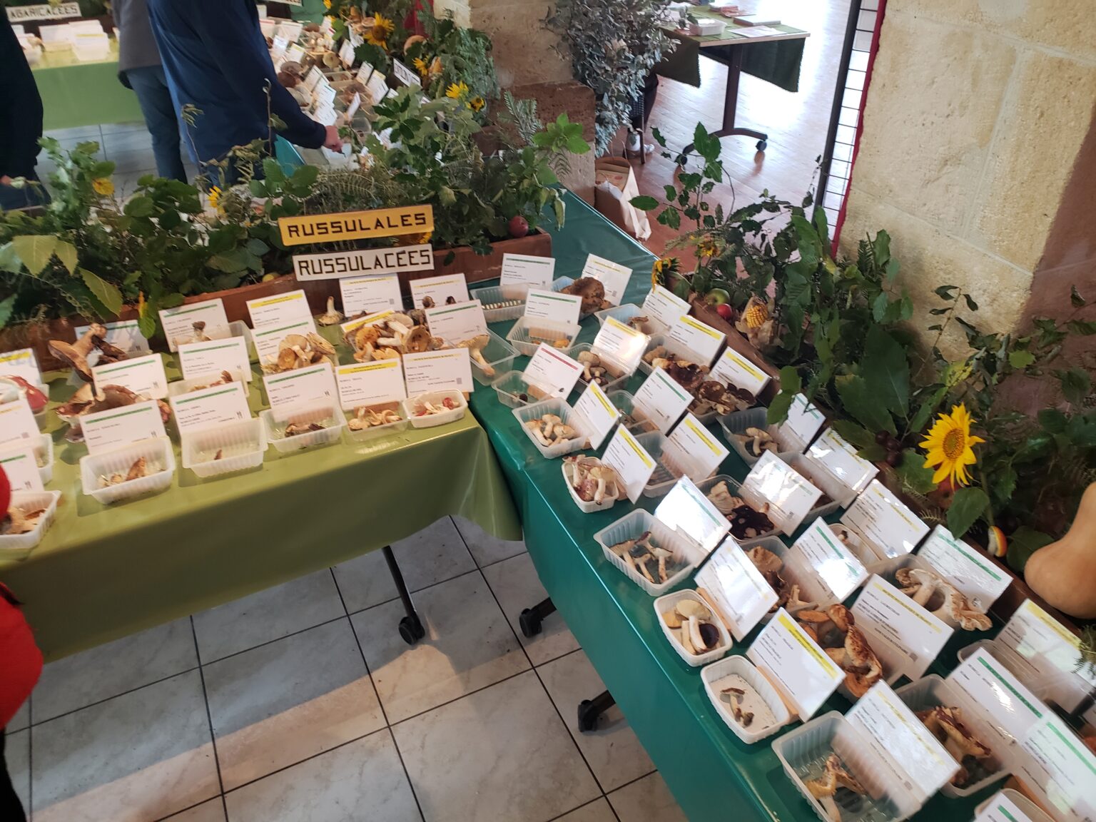 Display of different Russula species at a Mushroom Festival.