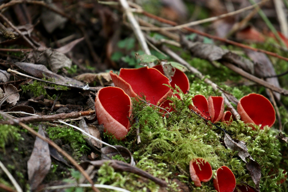 Scarlet Elf Cups (Sarcoscypha austriaca)
