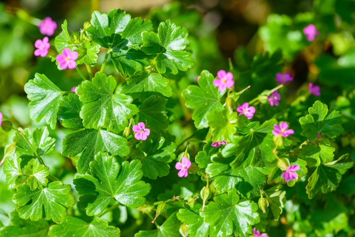Shining Geranium (Geranium lucidum)